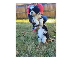 3 beautiful Shih-poo puppies for sale - 7