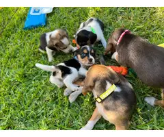 Gorgeous AKC Registered Pocket Beagle puppies for sale