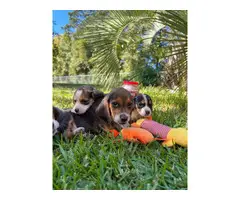 Gorgeous AKC Registered Pocket Beagle puppies for sale - 2