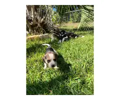 Gorgeous AKC Registered Pocket Beagle puppies for sale - 3