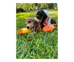 Gorgeous AKC Registered Pocket Beagle puppies for sale - 4