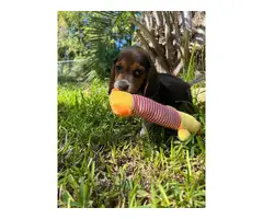 Gorgeous AKC Registered Pocket Beagle puppies for sale - 5