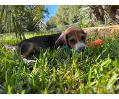Gorgeous AKC Registered Pocket Beagle puppies for sale - 6