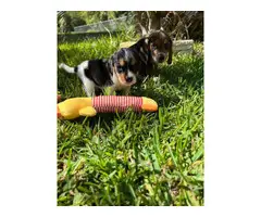 Gorgeous AKC Registered Pocket Beagle puppies for sale - 7