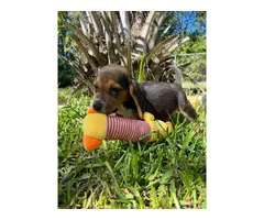 Gorgeous AKC Registered Pocket Beagle puppies for sale - 8