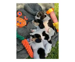Gorgeous AKC Registered Pocket Beagle puppies for sale - 9