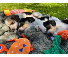 Gorgeous AKC Registered Pocket Beagle puppies for sale - 10