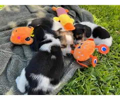 Gorgeous AKC Registered Pocket Beagle puppies for sale - 11
