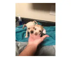5 little Teacup chihuahua puppies