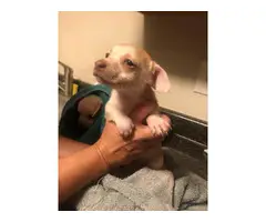 5 little Teacup chihuahua puppies - 2