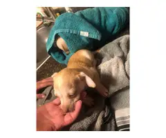 5 little Teacup chihuahua puppies - 4