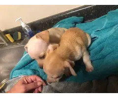 5 little Teacup chihuahua puppies - 5