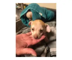5 little Teacup chihuahua puppies - 6