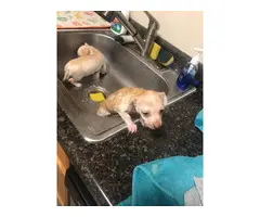 5 little Teacup chihuahua puppies - 10