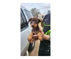 8 week old Great Dane Hound mix puppies