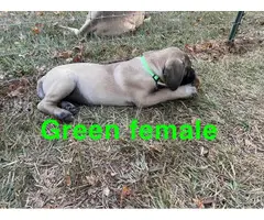 1 male and 3 female English Mastiff puppies for sale - 2