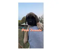 1 male and 3 female English Mastiff puppies for sale - 3