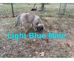 1 male and 3 female English Mastiff puppies for sale - 6