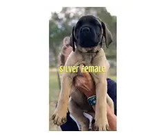 1 male and 3 female English Mastiff puppies for sale - 8