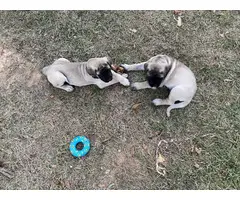 1 male and 3 female English Mastiff puppies for sale - 12
