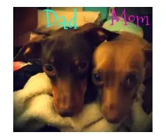 Chihuahua and miniature dachshund mix puppies - 6