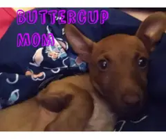 Chihuahua and miniature dachshund mix puppies - 8