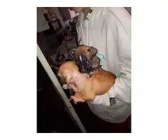 2 full blooded pit bull puppies for adoption - 3