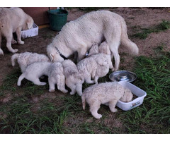 6 Purebred Great Pyrenees puppies