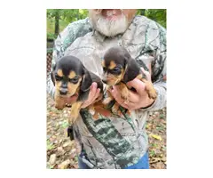 6 weeks old AKC registered Beagle puppies