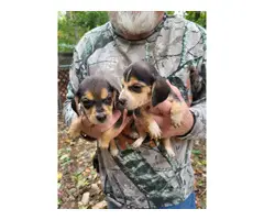 6 weeks old AKC registered Beagle puppies - 2