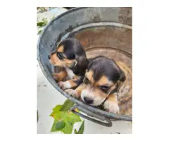 6 weeks old AKC registered Beagle puppies - 3