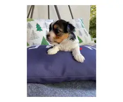 AKC Biewer Terriers for Sale