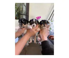 AKC Biewer Terriers for Sale - 4