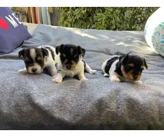 AKC Biewer Terriers for Sale - 7