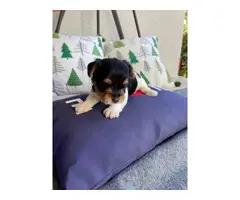 AKC Biewer Terriers for Sale - 8