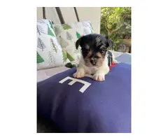 AKC Biewer Terriers for Sale - 9