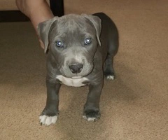 Male and female Pitbull puppies