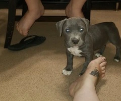 Male and female Pitbull puppies - 2