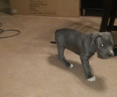 Male and female Pitbull puppies - 5