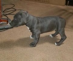 Male and female Pitbull puppies - 6
