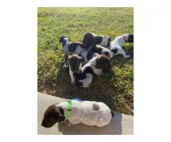 AKC German Shorthaired puppies - 2