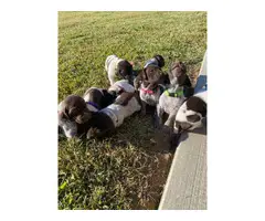 AKC German Shorthaired puppies - 3