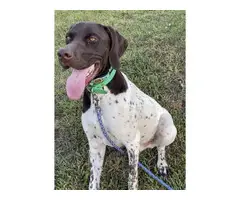 AKC German Shorthaired puppies - 5