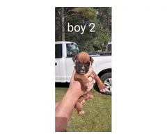 Boxer puppies looking for new homes