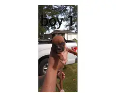 Boxer puppies looking for new homes