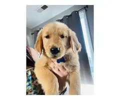 4 Golden Retriever puppies for sale - 1