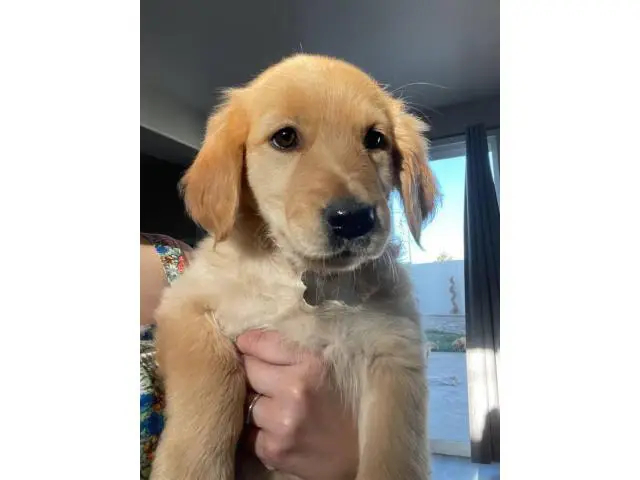 4 Golden Retriever puppies for sale - 2/7