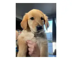 4 Golden Retriever puppies for sale - 2