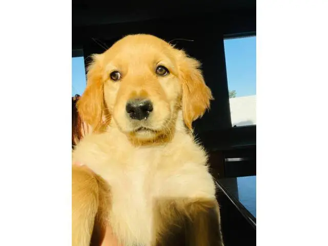 4 Golden Retriever puppies for sale - 6/7