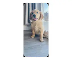 4 Golden Retriever puppies for sale - 7